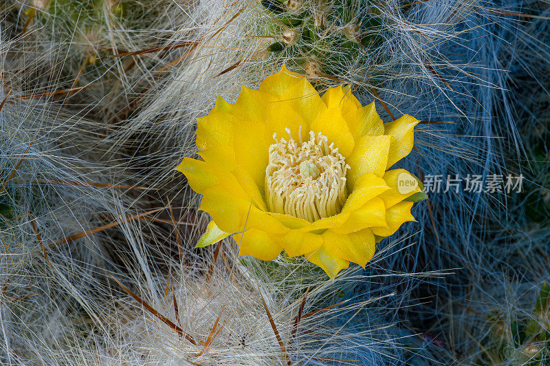 羊毛仙人掌，活雪。仙人掌，秘鲁莫亚帕塔。Austrocylindropuntia floccosa